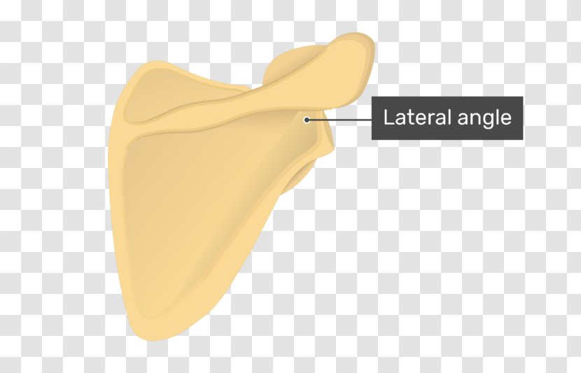 Angulus Lateralis Scapulae Anatomy Superior Angle Of Scapula Bone - Bony Fish Transparent PNG