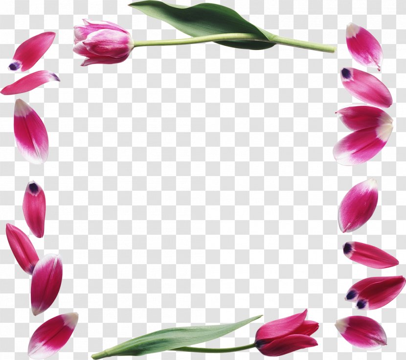 Flower International Women's Day Holiday Tulip Woman - Flora Transparent PNG