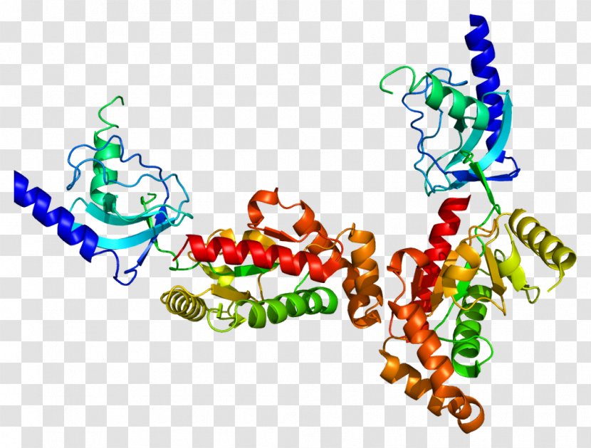 CACNB4 Voltage-gated Calcium Channel Cav2.1 Gene - Ntype - Area Transparent PNG