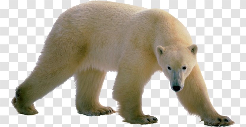 Polar Bear Brown Clip Art Transparent PNG
