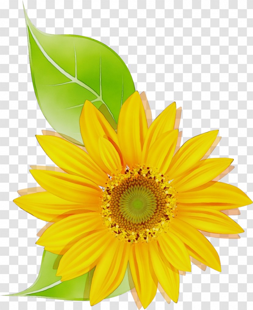 Sunflower - Paint - Cut Flowers Barberton Daisy Transparent PNG