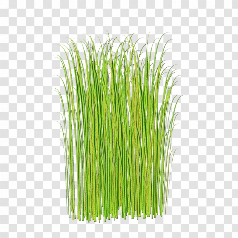 Green Grass Background - Chives - Herb Vegetable Transparent PNG
