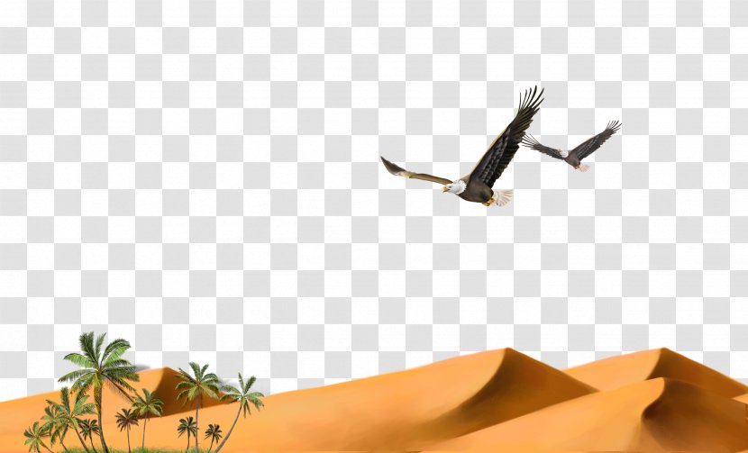 Hawk Desert Granulator Solitary Eagle - Bird Transparent PNG