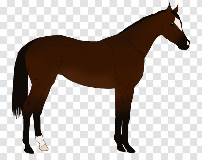 Shire Horse Belgian Arabian Foal Mare - Puppy Transparent PNG