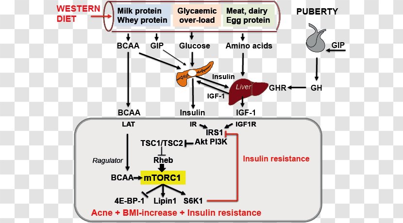 Branched-chain Amino Acid MTORC1 Insulin Resistance - Acne - Cow With Growth Hormone Transparent PNG