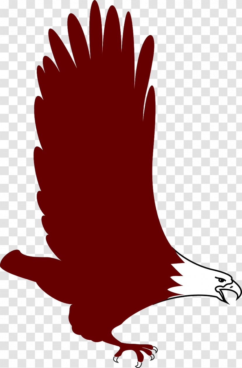 Bald Eagle Bird Clip Art - Vertebrate Transparent PNG