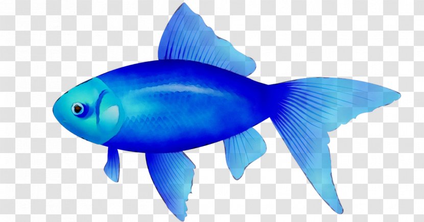 Clip Art Vector Graphics Fish Illustration - Parrotfish - Stock Photography Transparent PNG