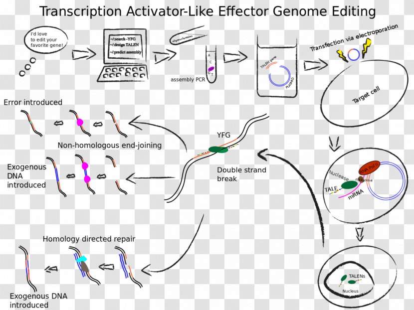 Transcription Activator-like Effector Nuclease Genome Editing Immune Checkpoint Genetics Transparent PNG