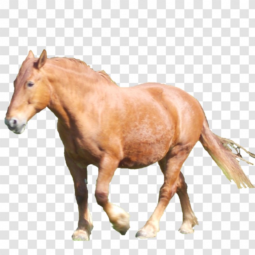 Mustang Mare Foal Rein Stallion - Horse Like Mammal - Suffolk Punch Transparent PNG