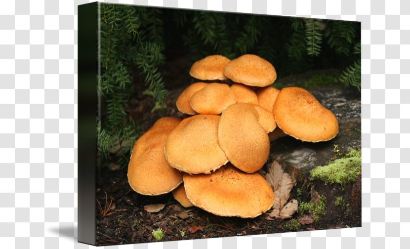 Oyster Mushroom Pleurotus Eryngii Shiitake Medicinal Fungi - Medicine Transparent PNG