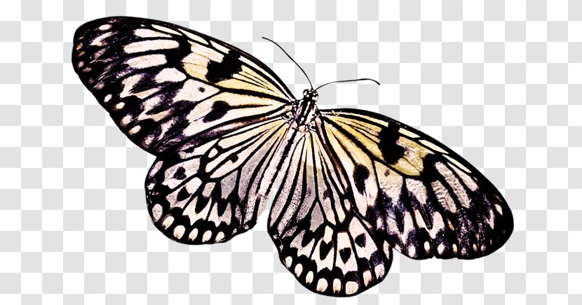 Butterfly Insect - Wing - Moth Transparent PNG
