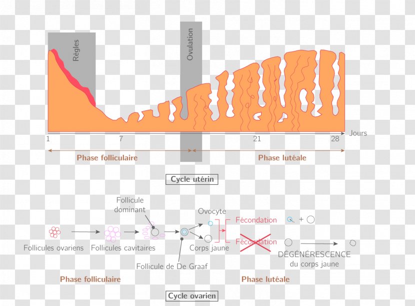 Menstrual Cycle Menstruation Ovarian Follicle Endometrium Ovulation - Pregnancy - Hypothalamus Transparent PNG