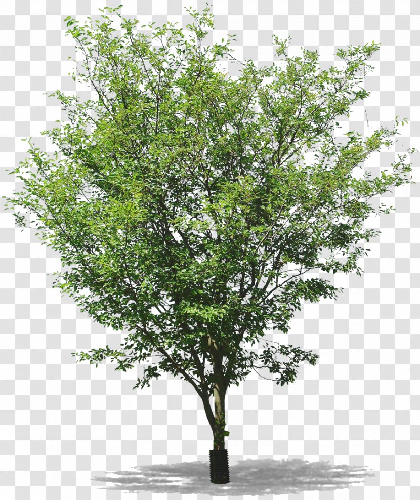 Twig Tree Populus Nigra Sect. Aigeiros - Woody Plant - Arbre Transparent PNG