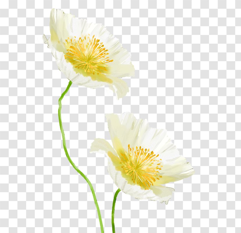 Petal Yellow Cut Flowers Daisy Family Wildflower - Chrysanthemum Transparent PNG