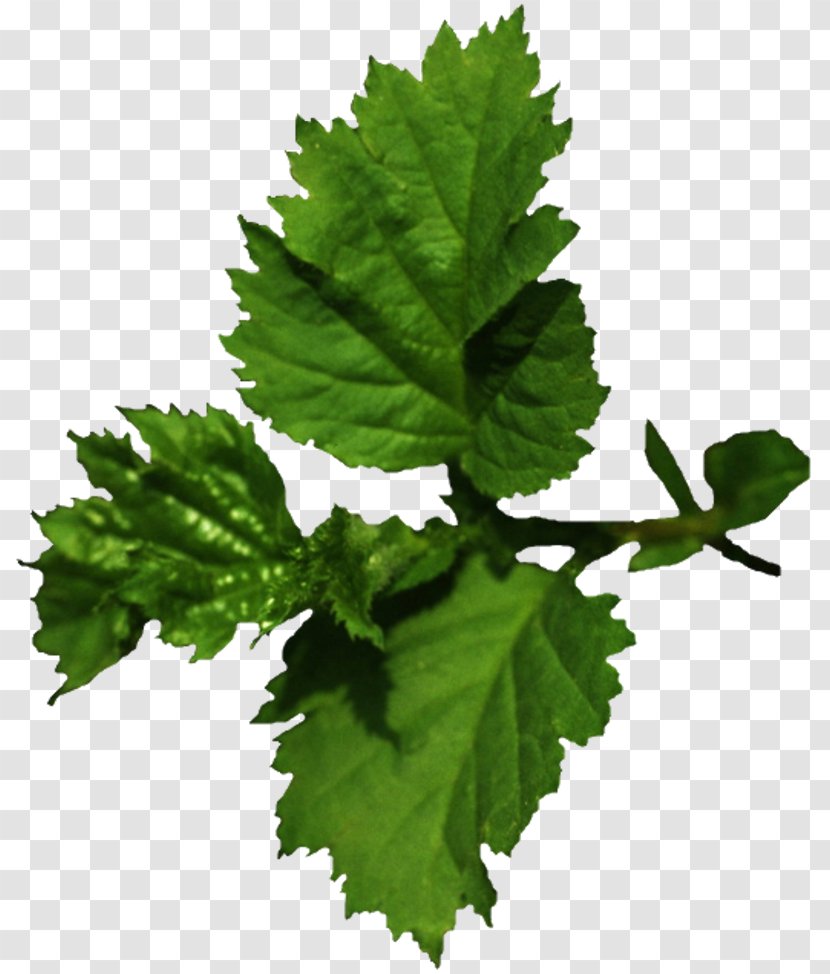 Leaf Tree Adrenal Gland Plant Varenye - Bulb Transparent PNG
