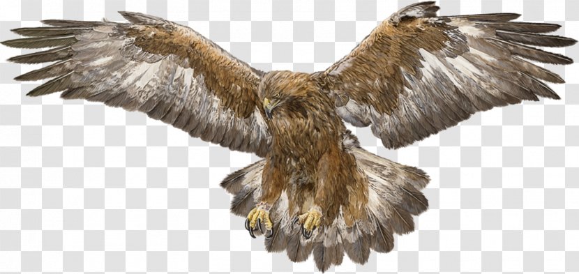 Drawing White-tailed Eagle Flight Bald - Buzzard - Gold Transparent PNG