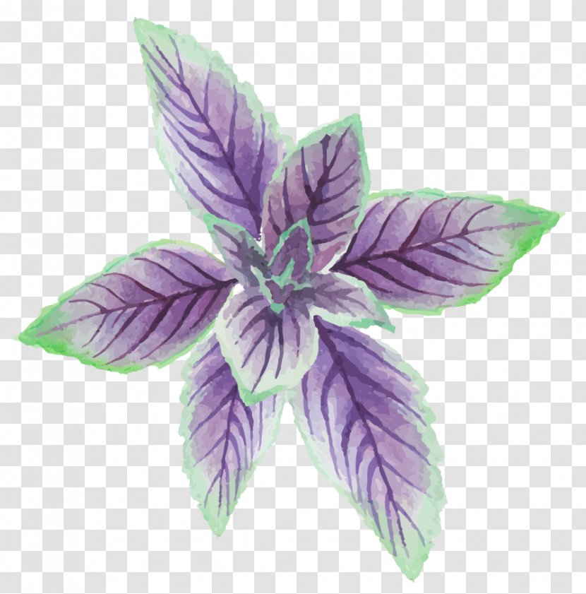 Mentha Canadensis Euclidean Vector - Purple - Hand-painted Mint Leaves Transparent PNG