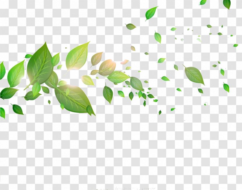 Leaf - Tree - Leaves Transparent PNG