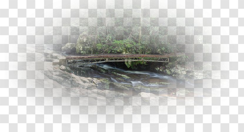 Desktop Wallpaper Water Resources Tree Computer - Christmas Day - Summer Lake Transparent PNG