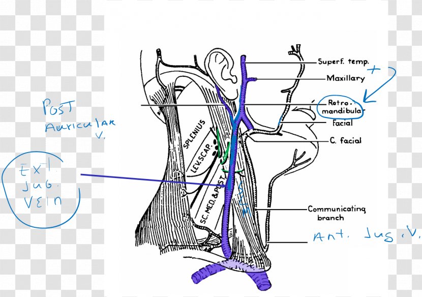 Venn Diagram Vein Artery Human Body - Frame - Arm Transparent PNG
