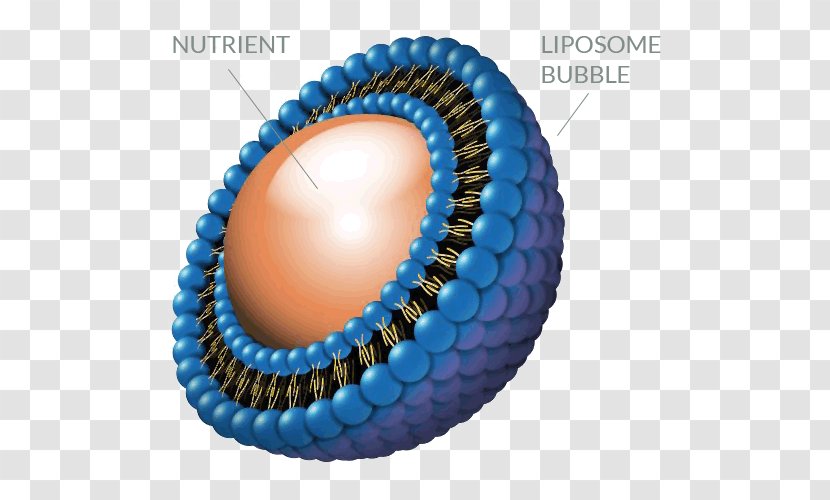 Liposome Technology Dietary Supplement Nutrient - Phospholipid Transparent PNG