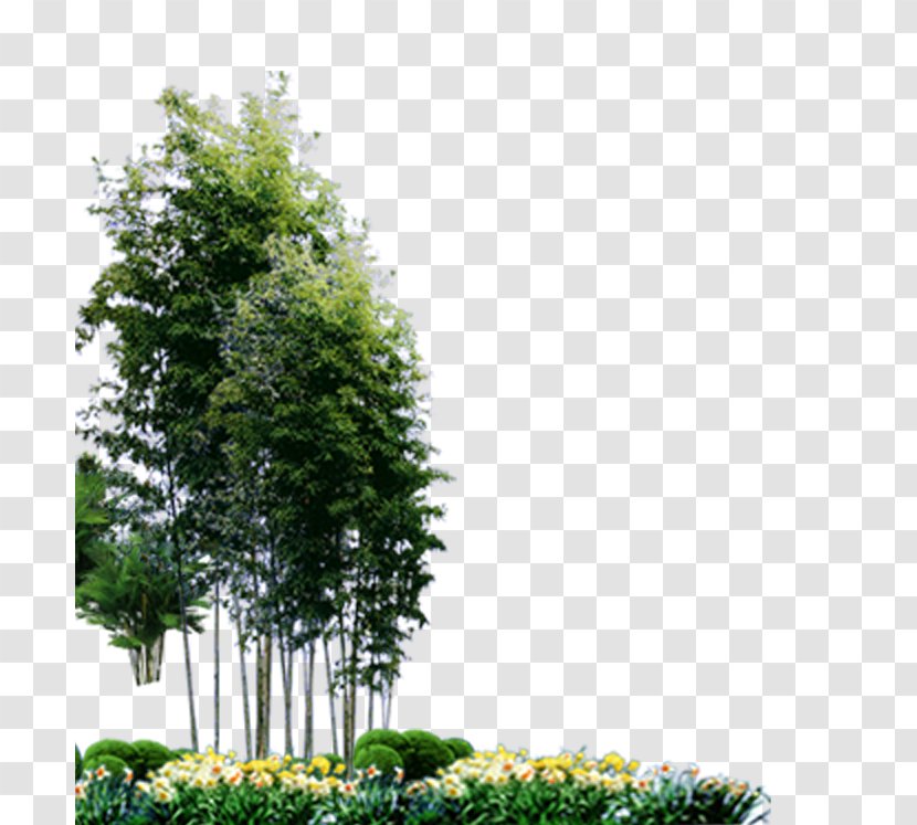 Bamboo Landscape Plant - Shrub Transparent PNG