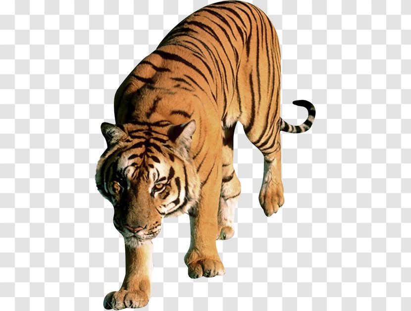 Felidae Leopard Lion Bengal Tiger - Conservation Transparent PNG