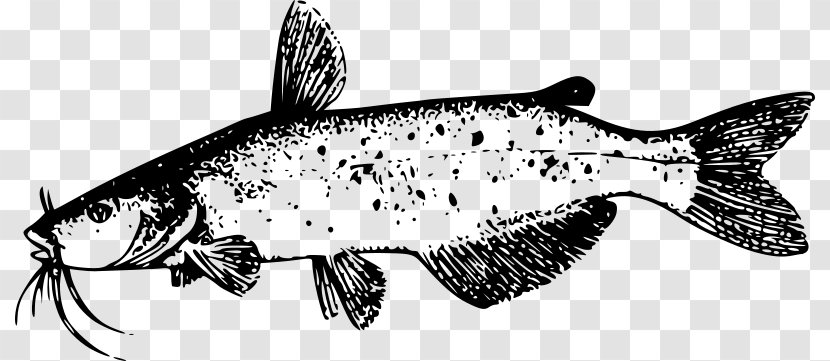 Catfish Line Art Clip - Aquatic Biologists Transparent PNG