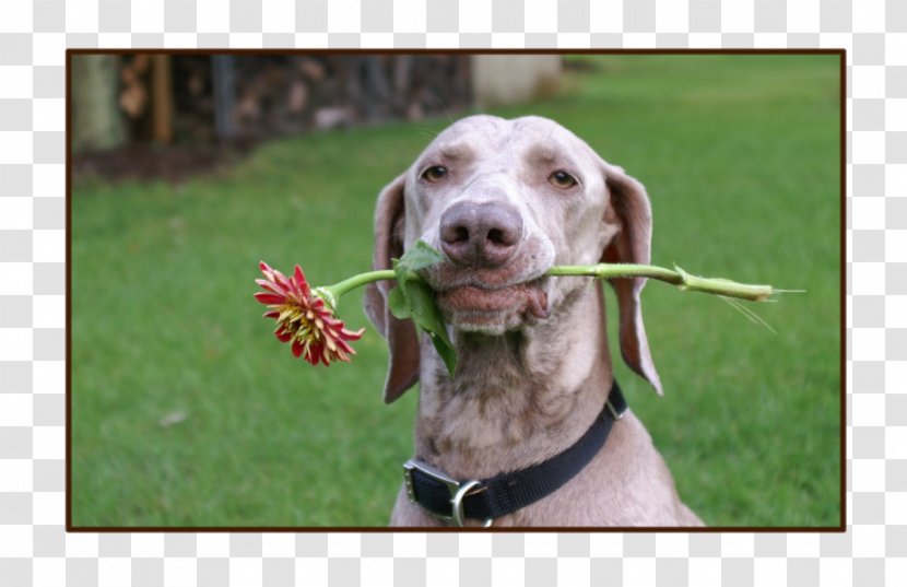 Weimaraner Netherlands Dog Breed Country - Barbed Wire Around My Heart Transparent PNG