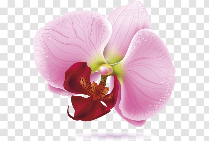 Moth Orchids Drawing Royalty-free - Plant Transparent PNG