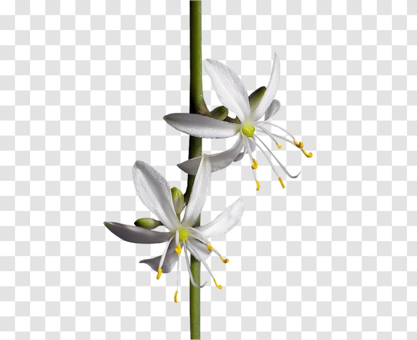 TinyPic Flower Clip Art - Painting - Flowering Plant Transparent PNG