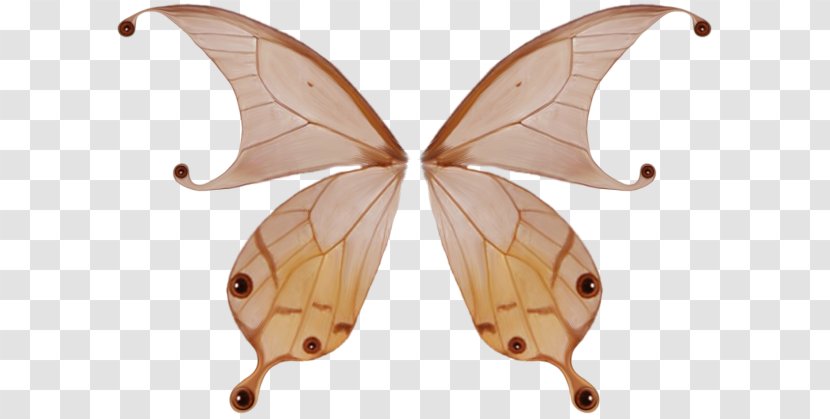 Butterfly Wing - Moth - Decorative Wings Transparent PNG