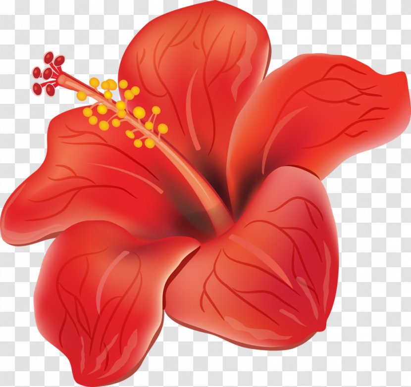 Flower Hibiscus Clip Art - Malvales - Tropical Transparent PNG