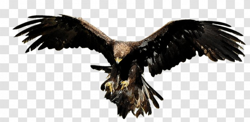 Bald Eagle Aesop's Fables Vulture Buzzard - Bird Transparent PNG