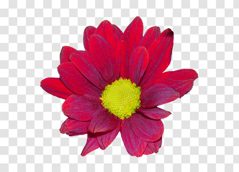 Chrysanthemum Marguerite Daisy Transvaal Cut Flowers Petal - Flowering Plant Transparent PNG