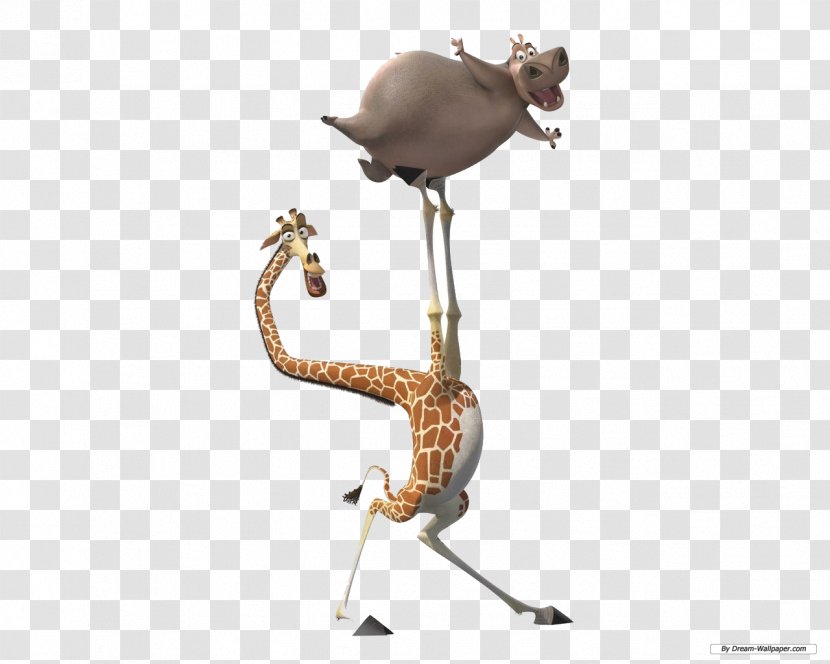 Melman Gloria Alex Marty Madagascar - Giraffe Transparent PNG