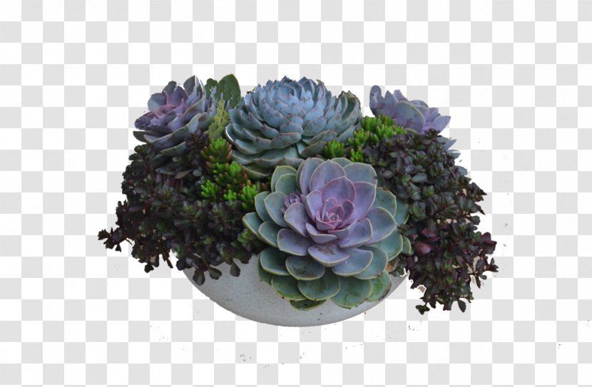 Table Succulent Plant Flower Floral Design Floristry - Suculent Transparent PNG