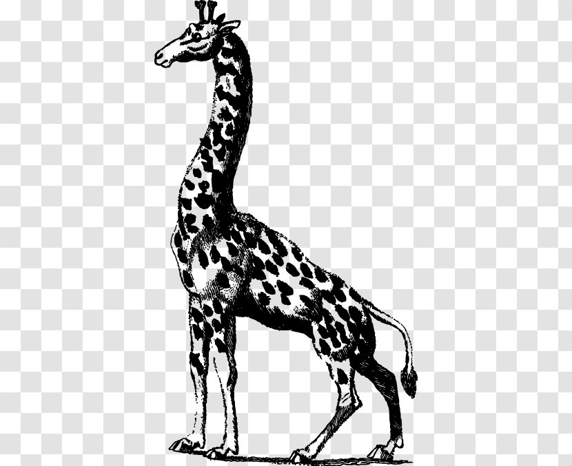 Giraffe Clip Art - Organism - Sketch Of Transparent PNG