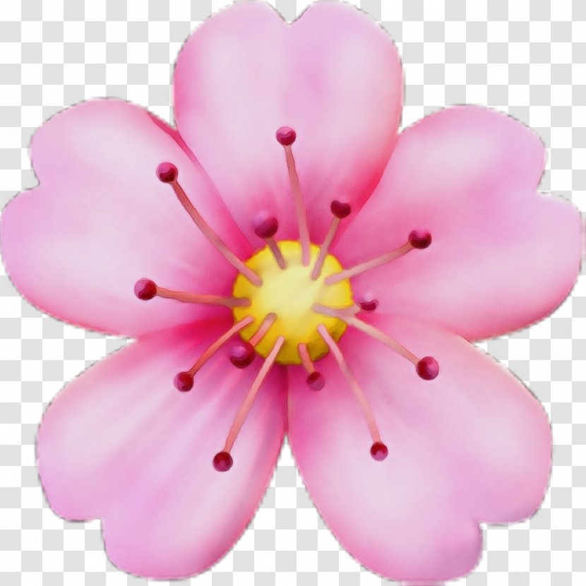 Cherry Blossom Cartoon - Perennial Plant Rosa Rubiginosa Transparent PNG