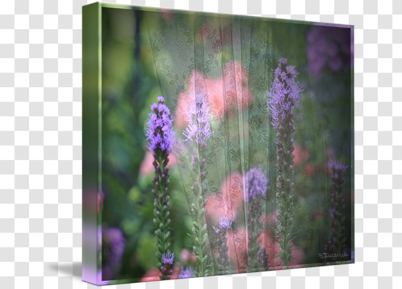English Lavender Violet Wildflower Transparent PNG