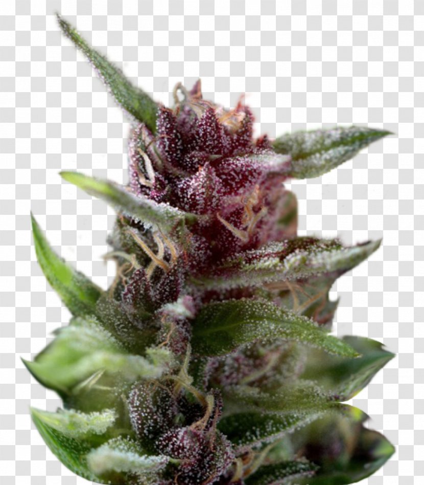 Cannabis Sativa White Widow Dutch Passion Seed - Bank Transparent PNG