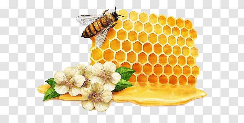 Tea Mu0101nuka Honey Bee Manuka - Insect - Flowers Creative Transparent PNG
