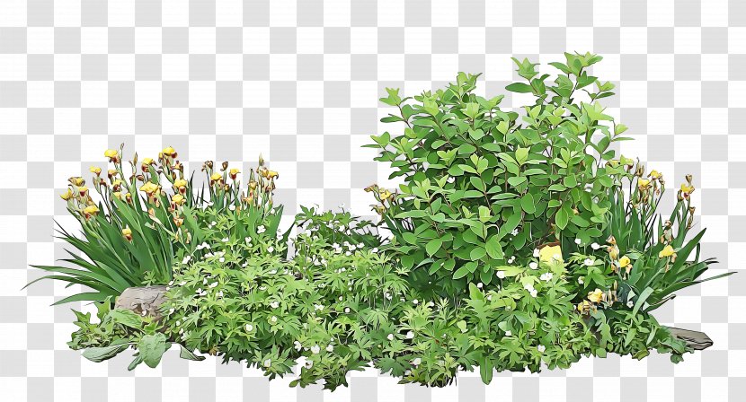 Plant Flower Grass Aquarium Decor Flowering - Community Fines Herbes Transparent PNG