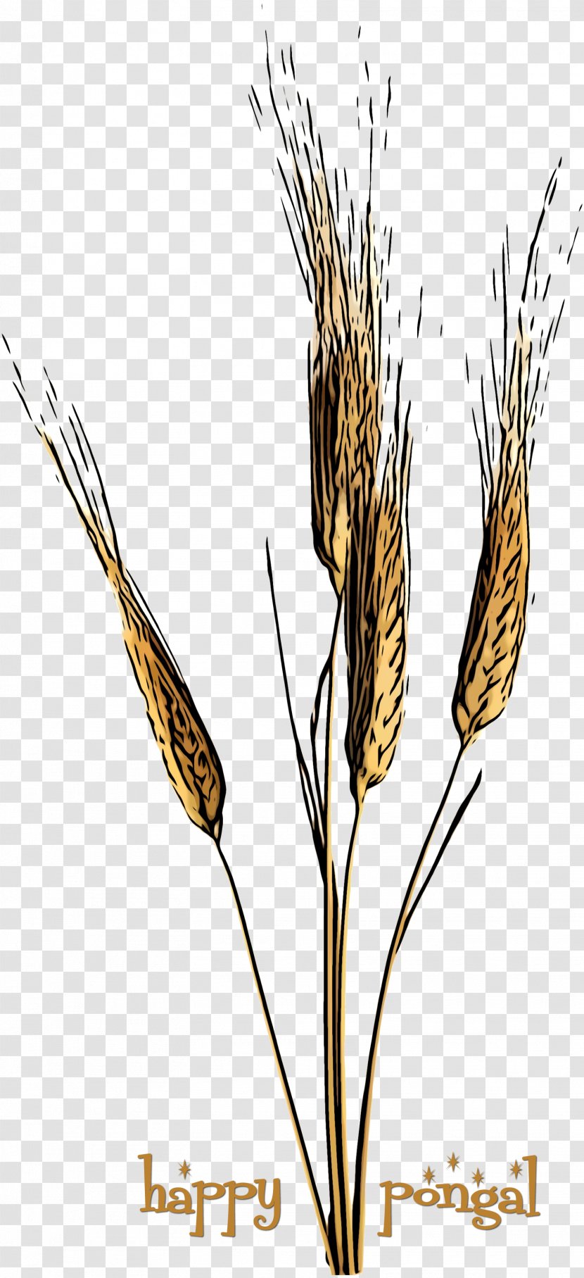 Wheat - Elymus Repens - Poales Triticale Transparent PNG