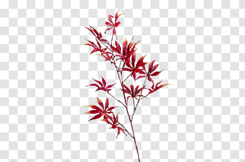 Maple Leaf Branch Flower - Watercolor Painting - Ornimantal Transparent PNG