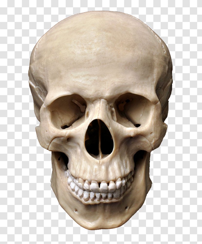 Skull Human Skeleton Stock Photography Homo Sapiens Bone Transparent PNG