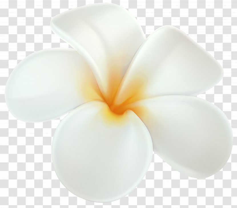 Frangipani Drawing Flower Clip Art - White Transparent PNG