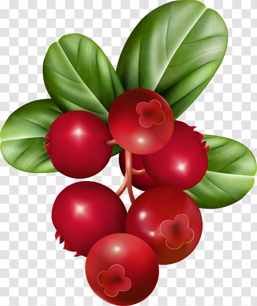 Raspberry Fruit Clip Art - Aquifoliaceae - Cranberry Transparent PNG