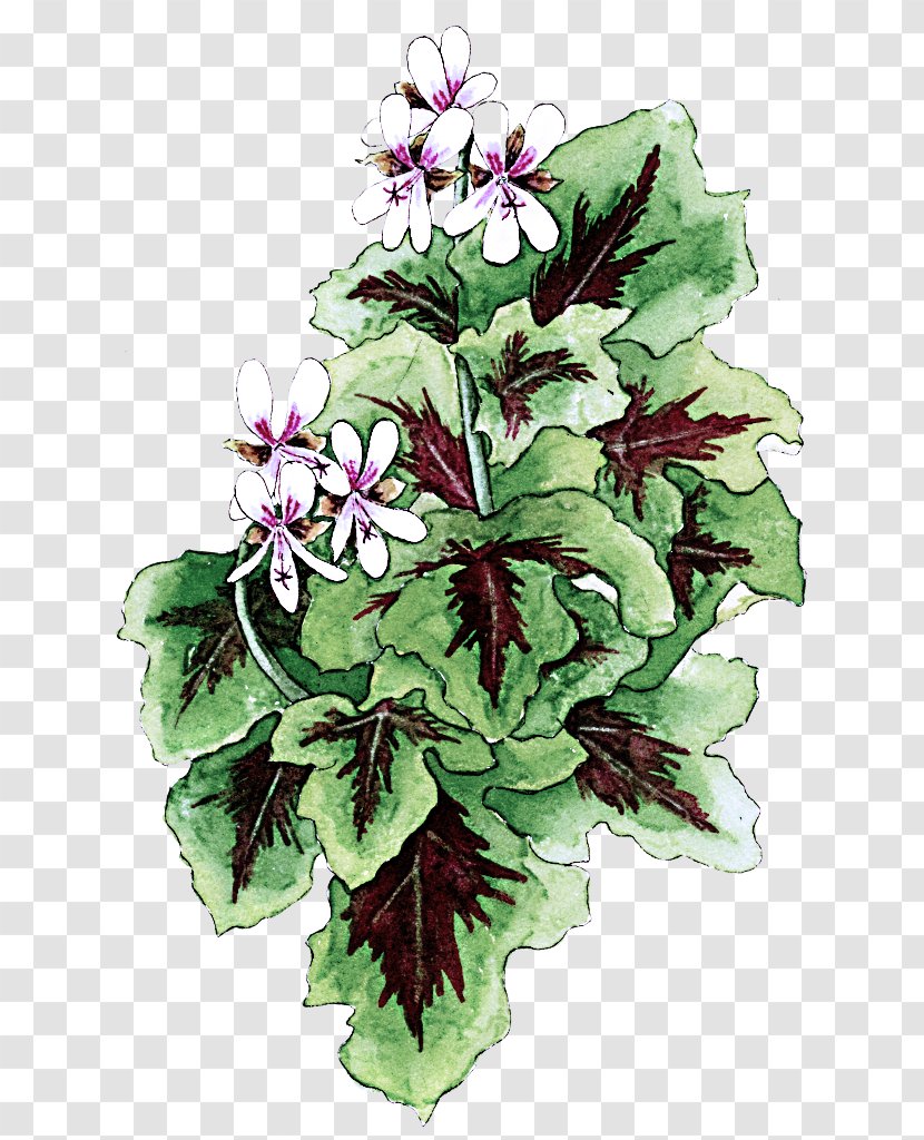 Flower Flowering Plant Impatiens Petal - Violet Family Lobelia Transparent PNG