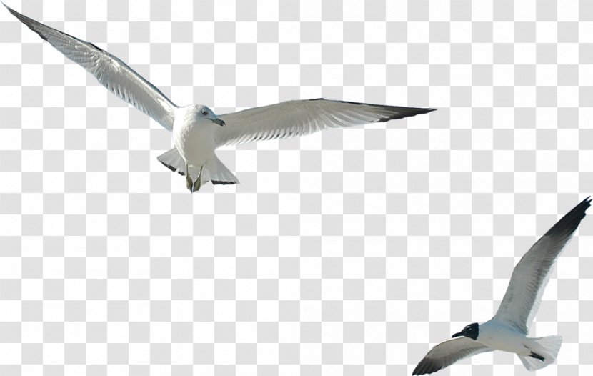 Ivory Gulls Internet Clip Art - Sky - Gull Transparent PNG